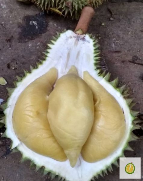 Durian Cumasi Sumatera