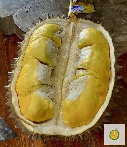 Durian Bawor