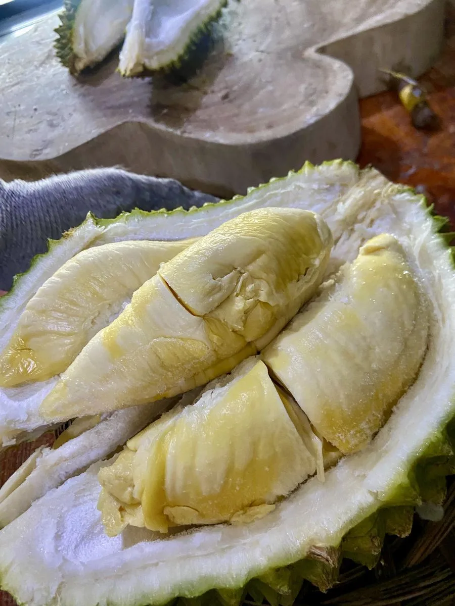 Packing cold chain aman untuk delivery durian ke Tangerang