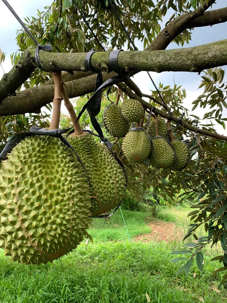 Durian matang pohon pilihan Cicip Durian untuk Tangerang