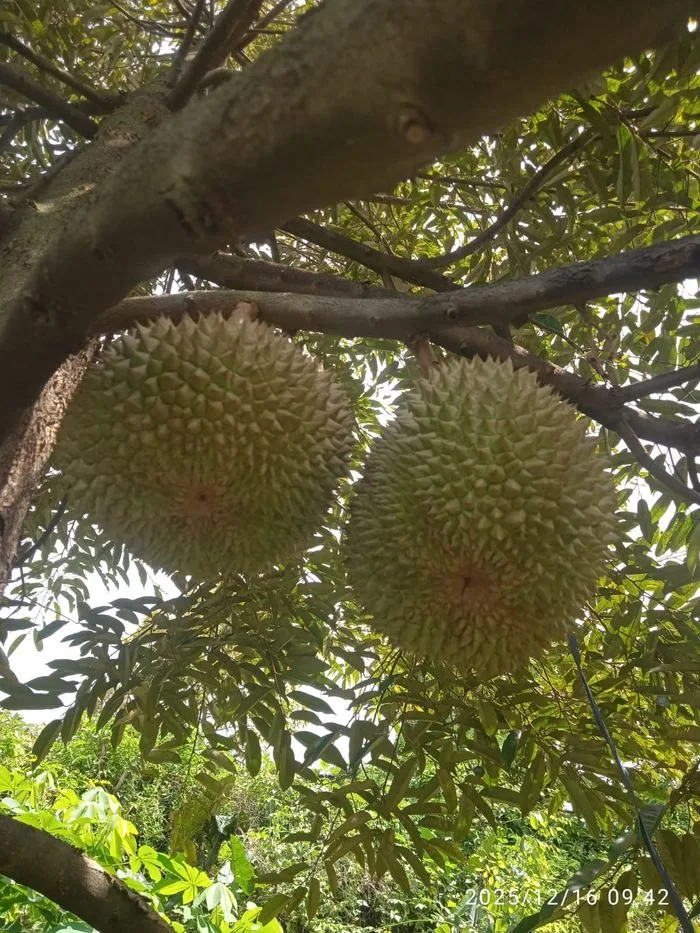 Kebun durian mitra Cicip Durian, pasokan segar untuk BSD City