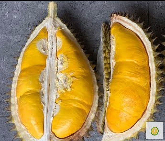 Durian Mantuala Batu Hayam Malaysia