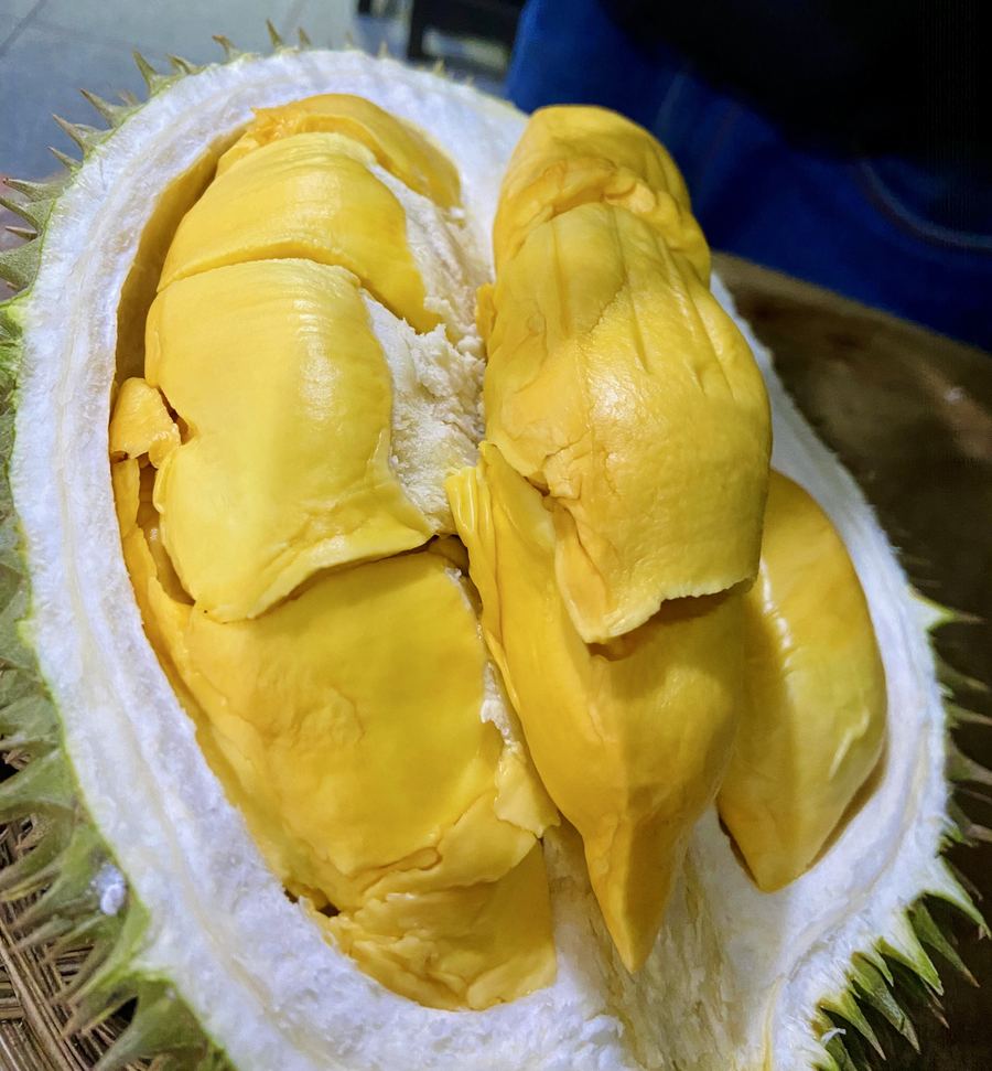 Durian Masmuar IOI D168 musim panen Cicip Durian