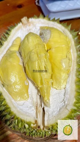 Durian Matahari
