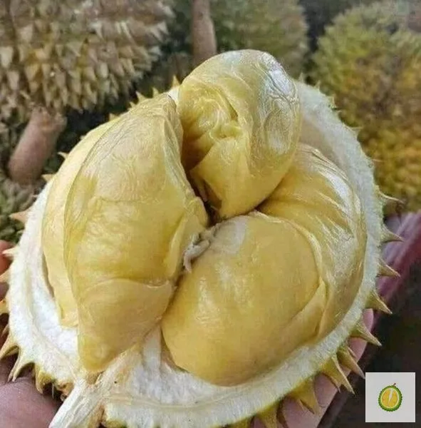 Durian Monthong Jawa, daging kuning gading pekat manis super legit