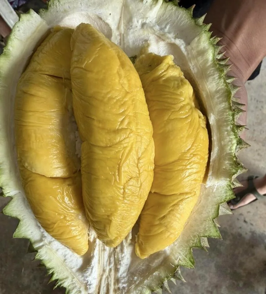 Tiga daging durian Musang King matang sempurna berwarna kuning keemasan