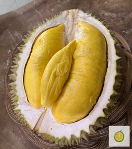 Musangking Import Malaysia D197