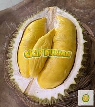 Musang King D197 Cicip Durian