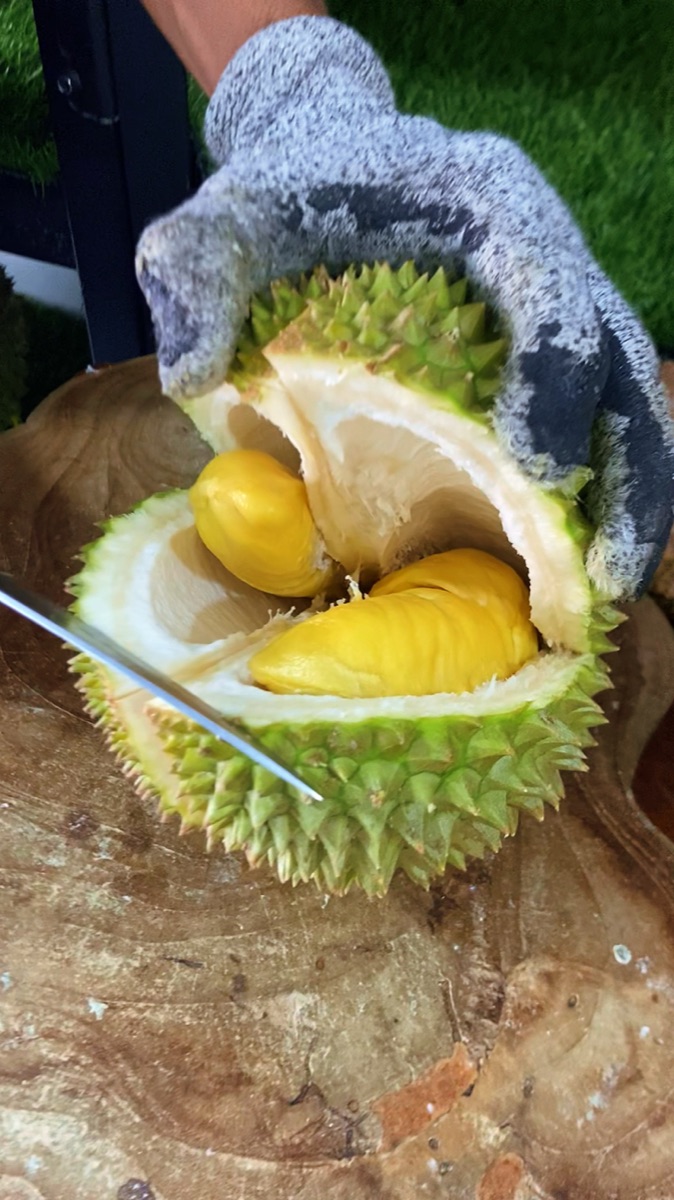 QC Musang King D197 — daging kuning emas tebal lolos seleksi Cicip Durian