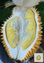 Durian Ripto Banyumas