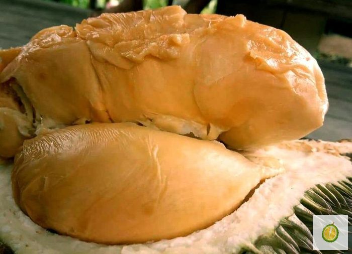 Durian Super Tembaga premium