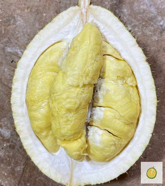 Durian Tawan Malaysia