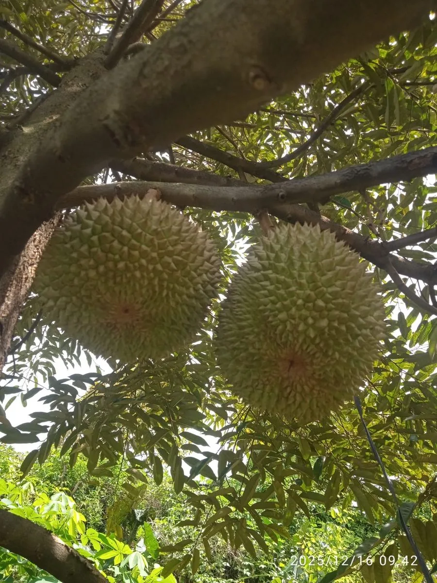 Kebun durian Cicip Durian di Solo, sumber pasokan untuk Tangerang